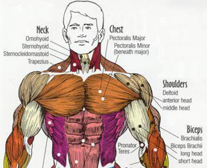 对于格斗哪些是最重要的肌肉